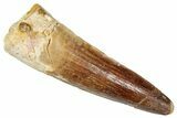 Fossil Spinosaurus Tooth - Real Dinosaur Tooth #350127-1